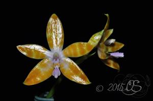 Phalaenopsis bastianii