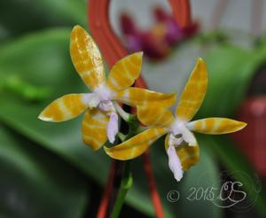 Phalaenopsis bastianii