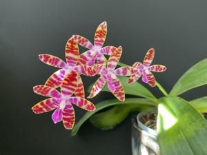 Phalaenopsis bastianii