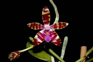 Phalaenopsis bastianii