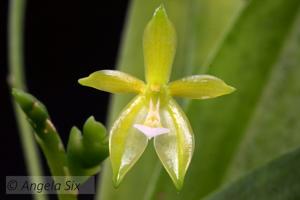 Phalaenopsis cornu-cervi var. flava