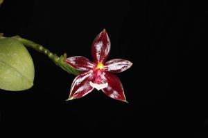 Phalaenopsis cornu-cervi