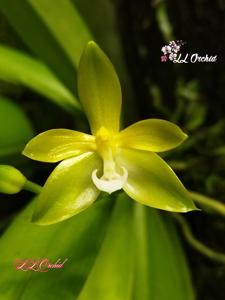 Phalaenopsis cornu-cervi var. flava