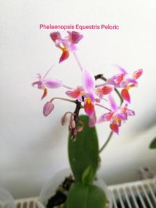 Phalaenopsis equestris