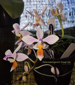 Phalaenopsis equestris