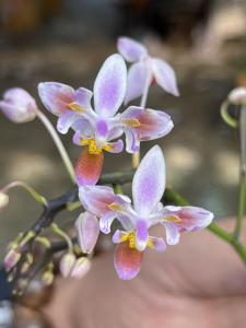 Phalaenopsis equestris