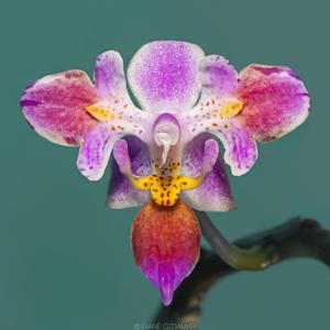 Phalaenopsis equestris