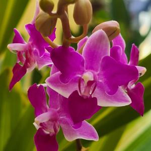 Phalaenopsis equestris