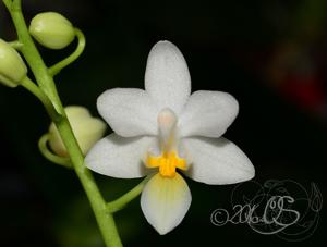 Phalaenopsis equestris f. aurea