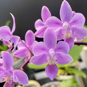 Phalaenopsis equestris var. rosea