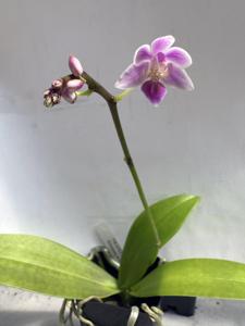 Phalaenopsis equestris var. leucaspis