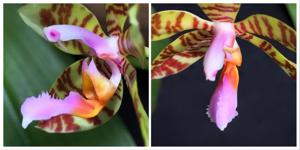 Phalaenopsis fasciata