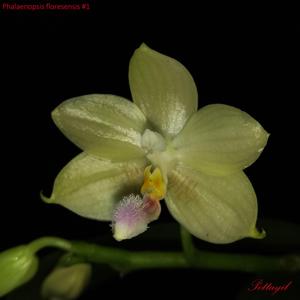 Phalaenopsis floresensis