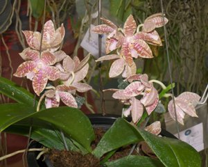 Phalaenopsis hieroglyphica