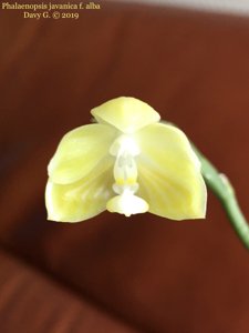 Phalaenopsis javanica