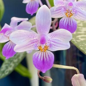 Phalaenopsis lindenii