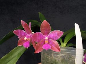 Phalaenopsis lueddemanniana