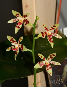 Phalaenopsis maculata