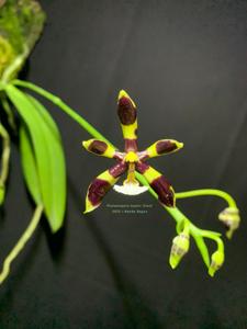 Phalaenopsis mannii
