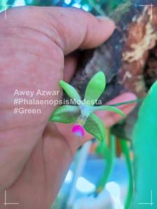 Phalaenopsis modesta