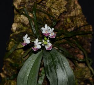 Phalaenopsis parishii