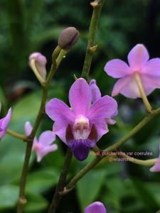 Phalaenopsis pulcherrima