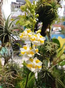 Phalaenopsis pulcherrima f. champornensis