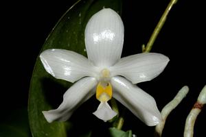 Phalaenopsis pulchra f. alba
