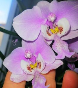 Phalaenopsis schilleriana