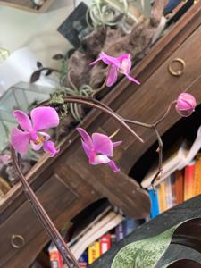 Phalaenopsis schilleriana