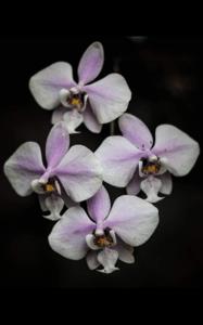Phalaenopsis schilleriana
