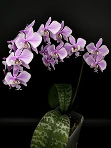 Phalaenopsis schilleriana var. purpurea