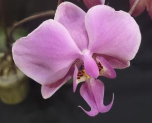 Phalaenopsis schilleriana