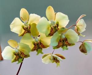 Phalaenopsis stuartiana