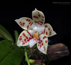 Phalaenopsis sumatrana