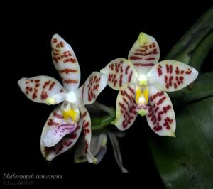 Phalaenopsis sumatrana