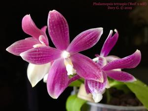 Phalaenopsis tetraspis