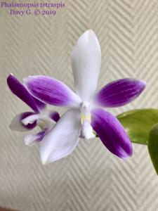 Phalaenopsis tetraspis