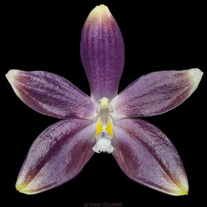 Phalaenopsis tetraspis