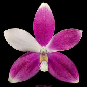 Phalaenopsis speciosa