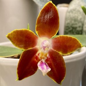 Phalaenopsis venosa