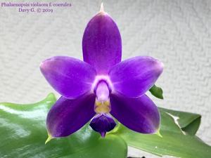 Phalaenopsis violacea