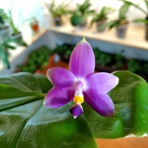 Phalaenopsis violacea