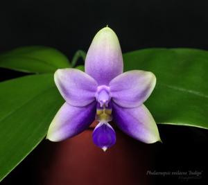 Phalaenopsis violacea