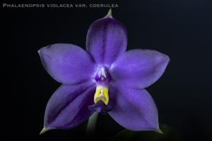 Phalaenopsis violacea