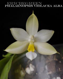 Phalaenopsis violacea var. alba