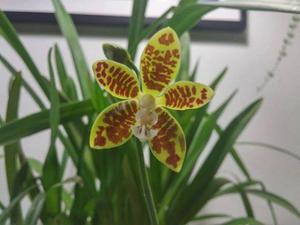 Phalaenopsis viridis