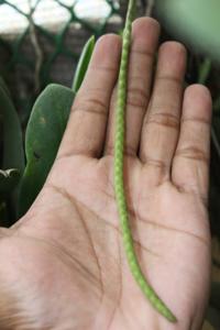 Coelogyne imbricata