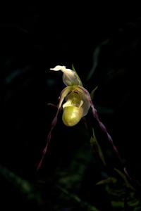 Phragmipedium christiansenianum