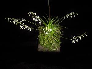 Phymatidium falcifolium